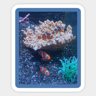 Clownfish Sticker